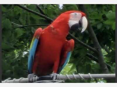 Have You Seen this Macaw? 